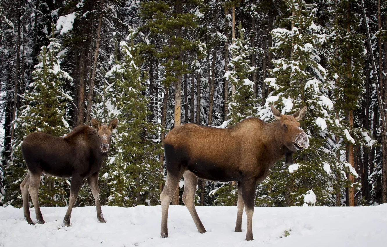 Photo wallpaper forest, nature, moose