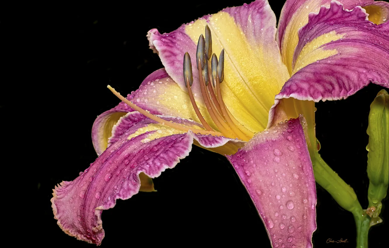Photo wallpaper drops, macro, flowers, Rosa, daylilies