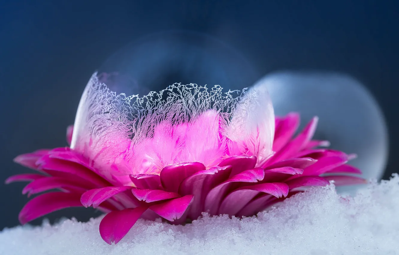 Photo wallpaper Macro, Flower, Snow, Ice