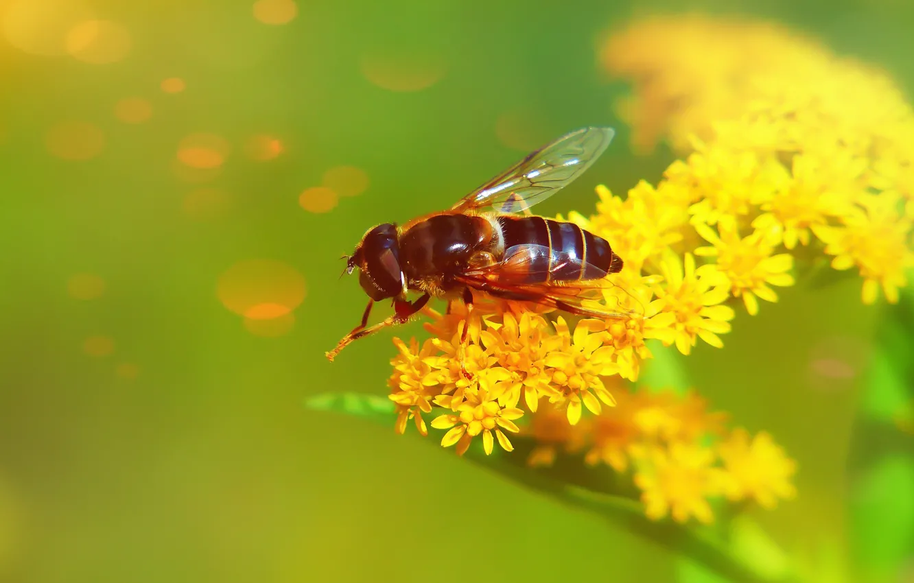 Photo wallpaper yellow, flowers, macro, fly, insect, summer, fly, green background