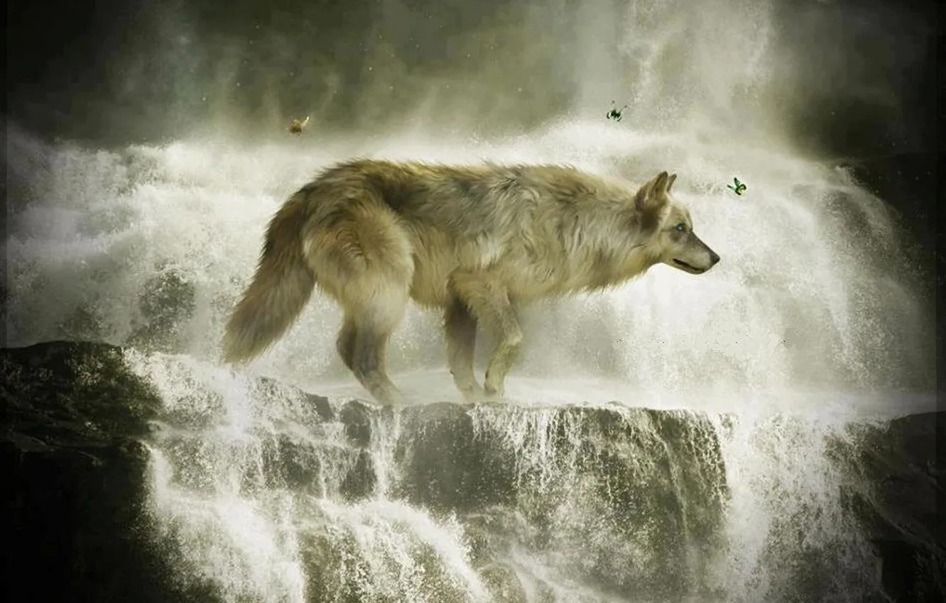 Photo wallpaper nature, Gray Wolf, face, animal, wolf, canis lupus, wildlife, head