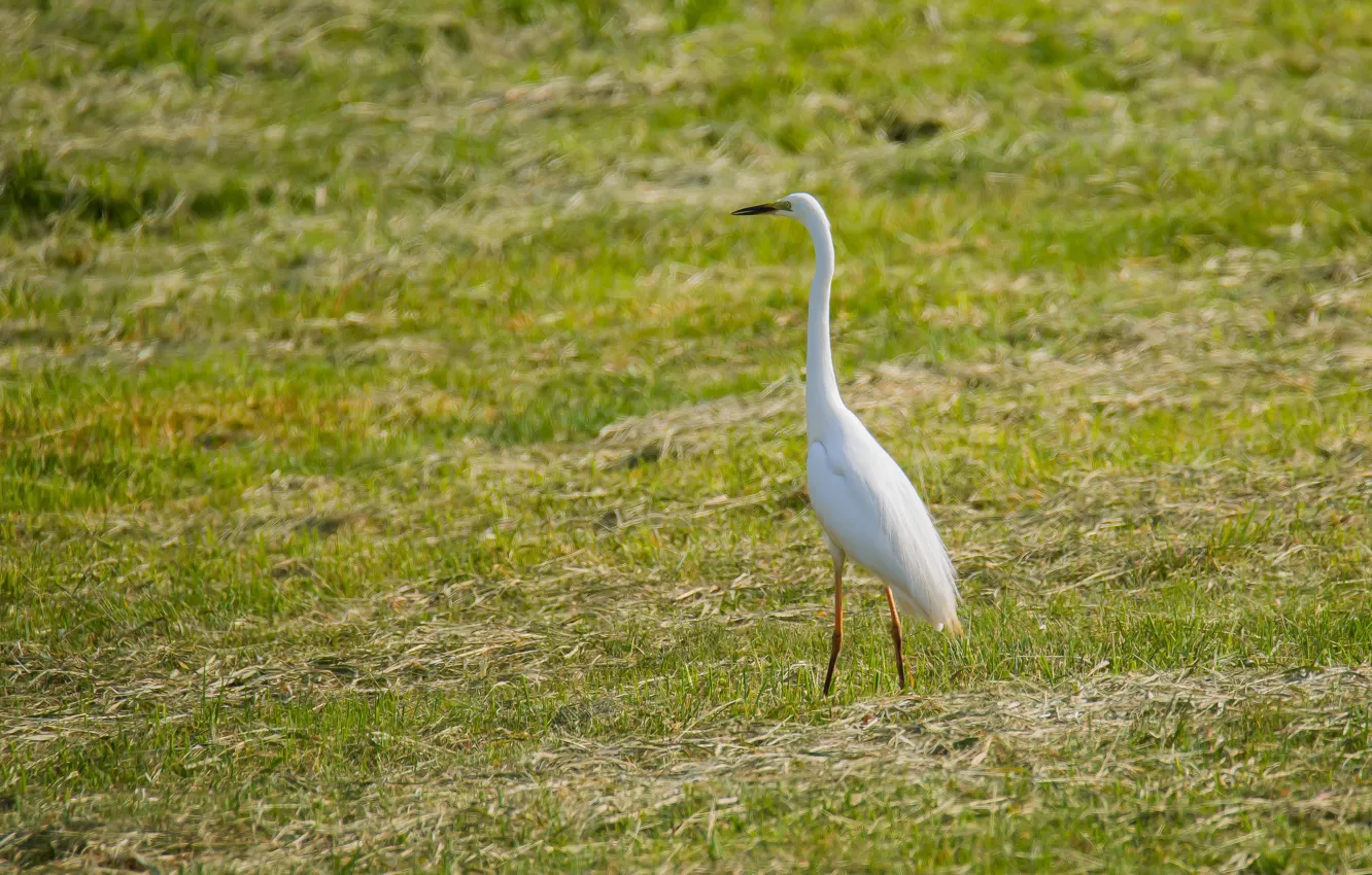 Photo wallpaper field, bird, white egret