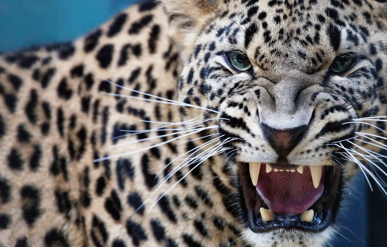 Photo wallpaper Predator, Leopard, Animal