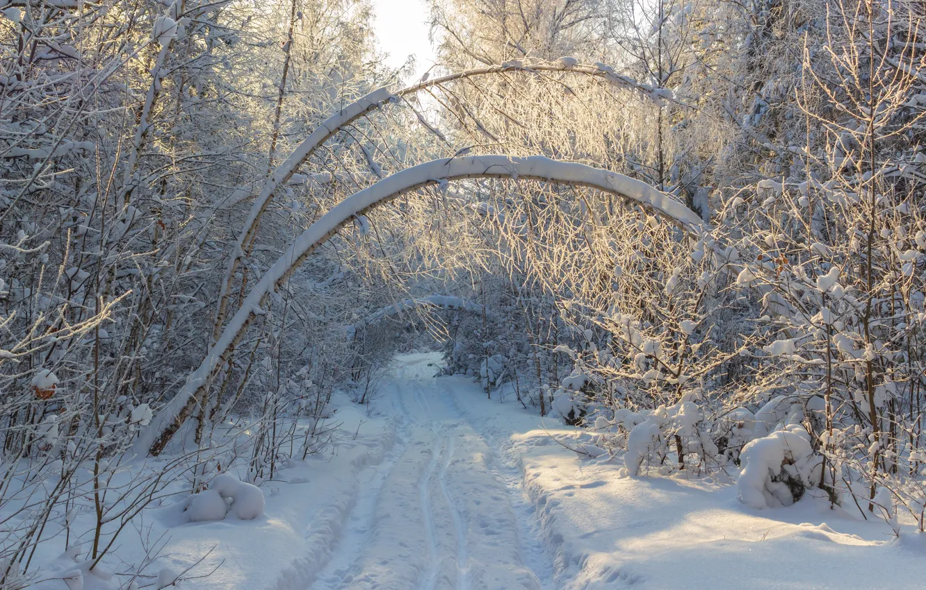 Photo wallpaper winter, forest, snow, landscape, nature, trails, trail
