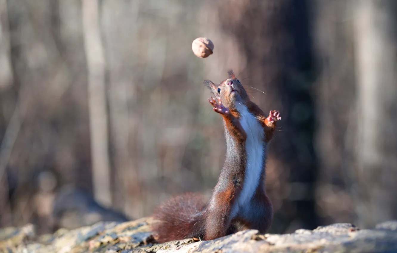 Photo wallpaper nature, pose, the game, protein, nuts, stand, rodent, nut-ball