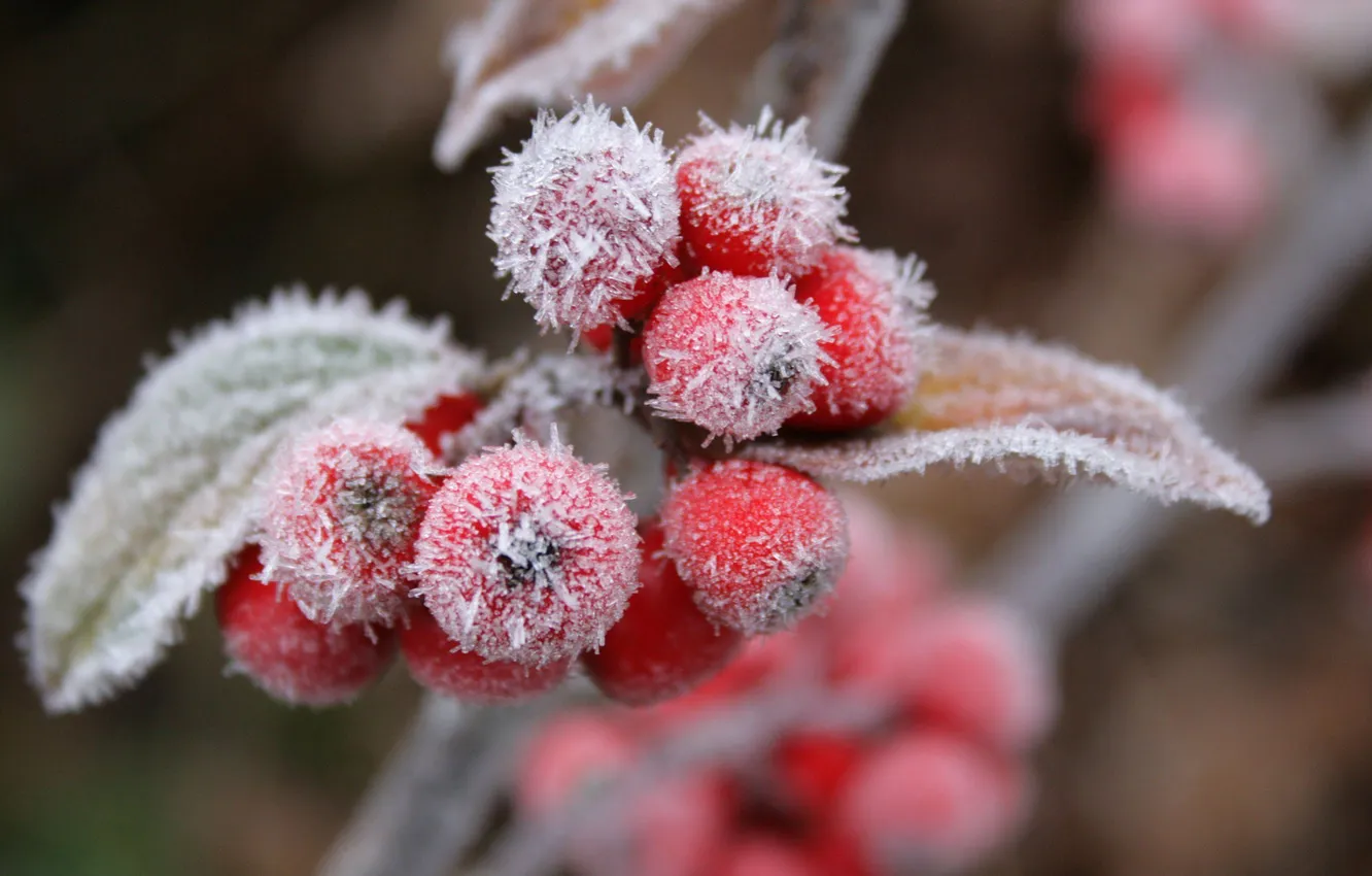 Photo wallpaper winter, frost, leaves, macro, snow, nature, berries, frost