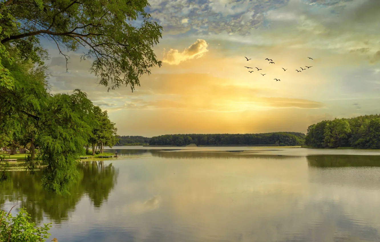 Photo wallpaper greens, forest, summer, the sky, clouds, light, trees, flight