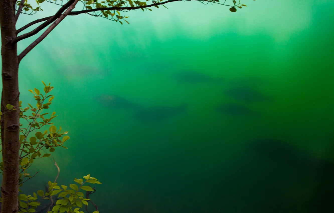 Photo wallpaper greens, water, lake, Fish, pack, Bled
