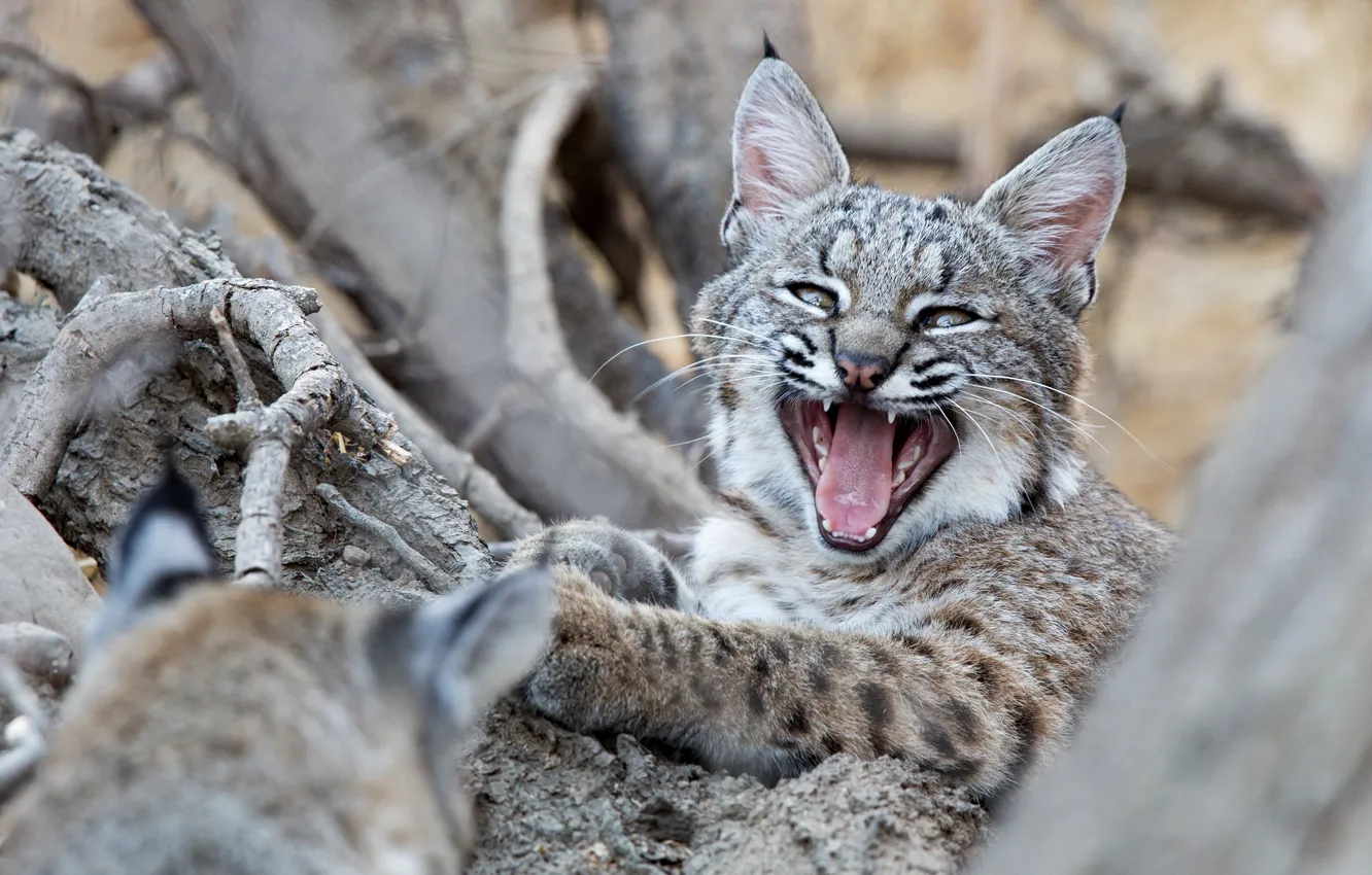 Photo wallpaper mouth, cub, kitty, lynx, wild cat