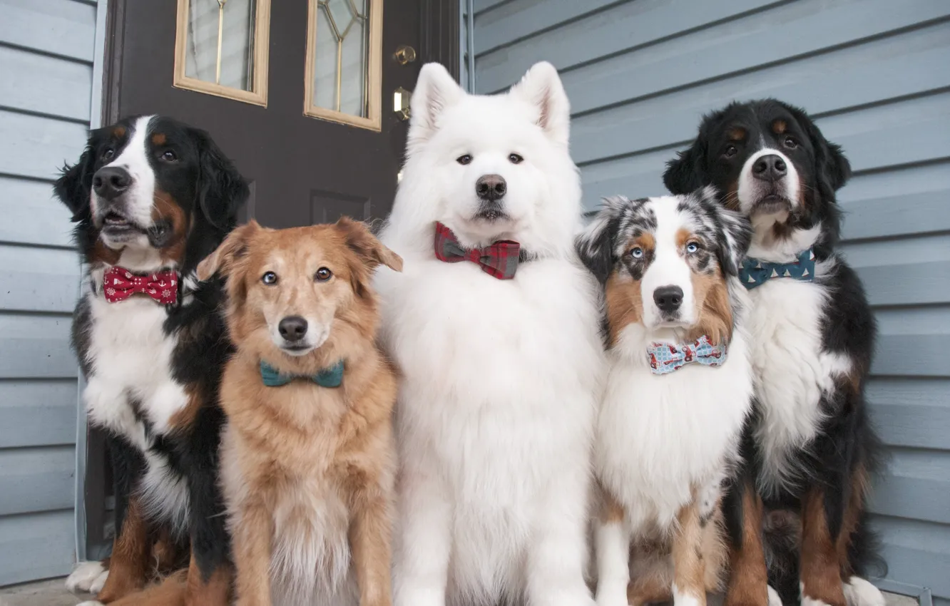 Photo wallpaper dog, pose, look, face, Samoyed