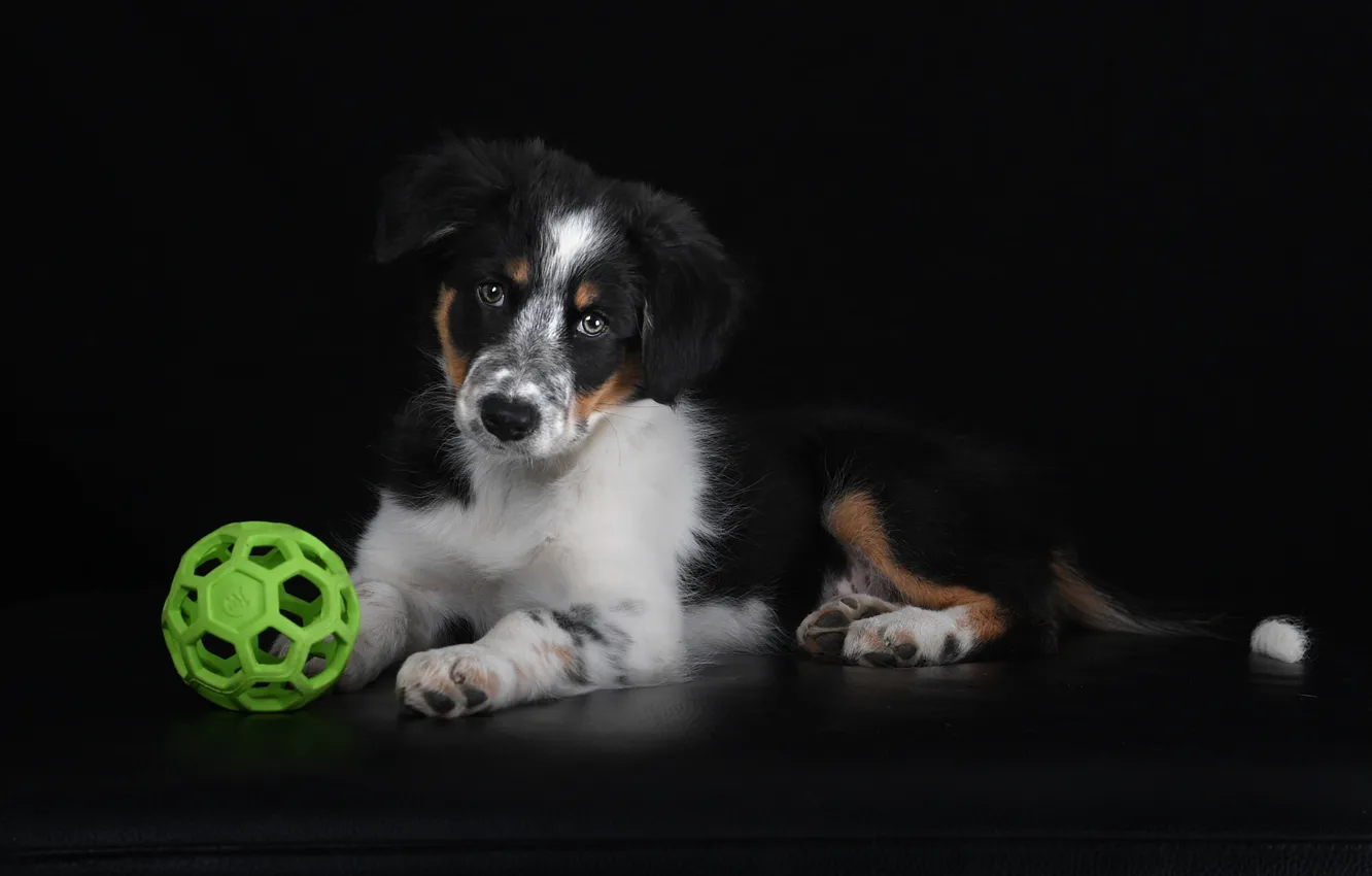 Photo wallpaper the ball, dog, puppy
