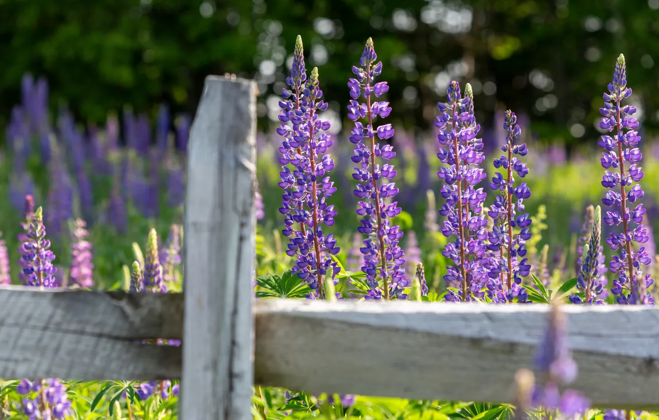 Photo wallpaper summer, flowers, Board, the fence, lilac, bokeh, lupins