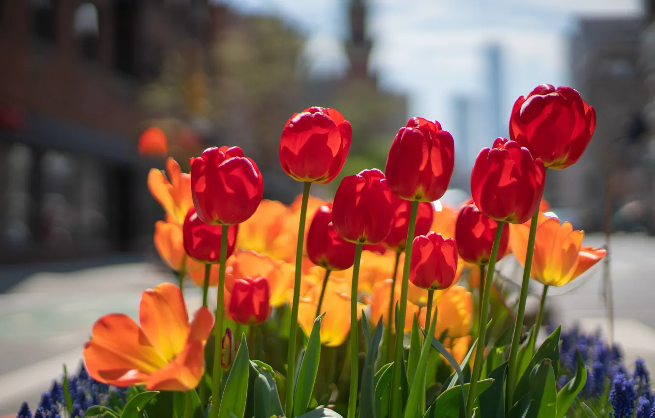 Photo wallpaper flowers, the city, street, spring, tulips, red, orange, buds
