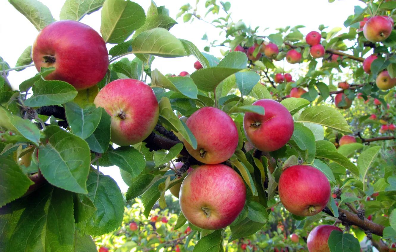 Photo wallpaper Garden, Branch, Apples