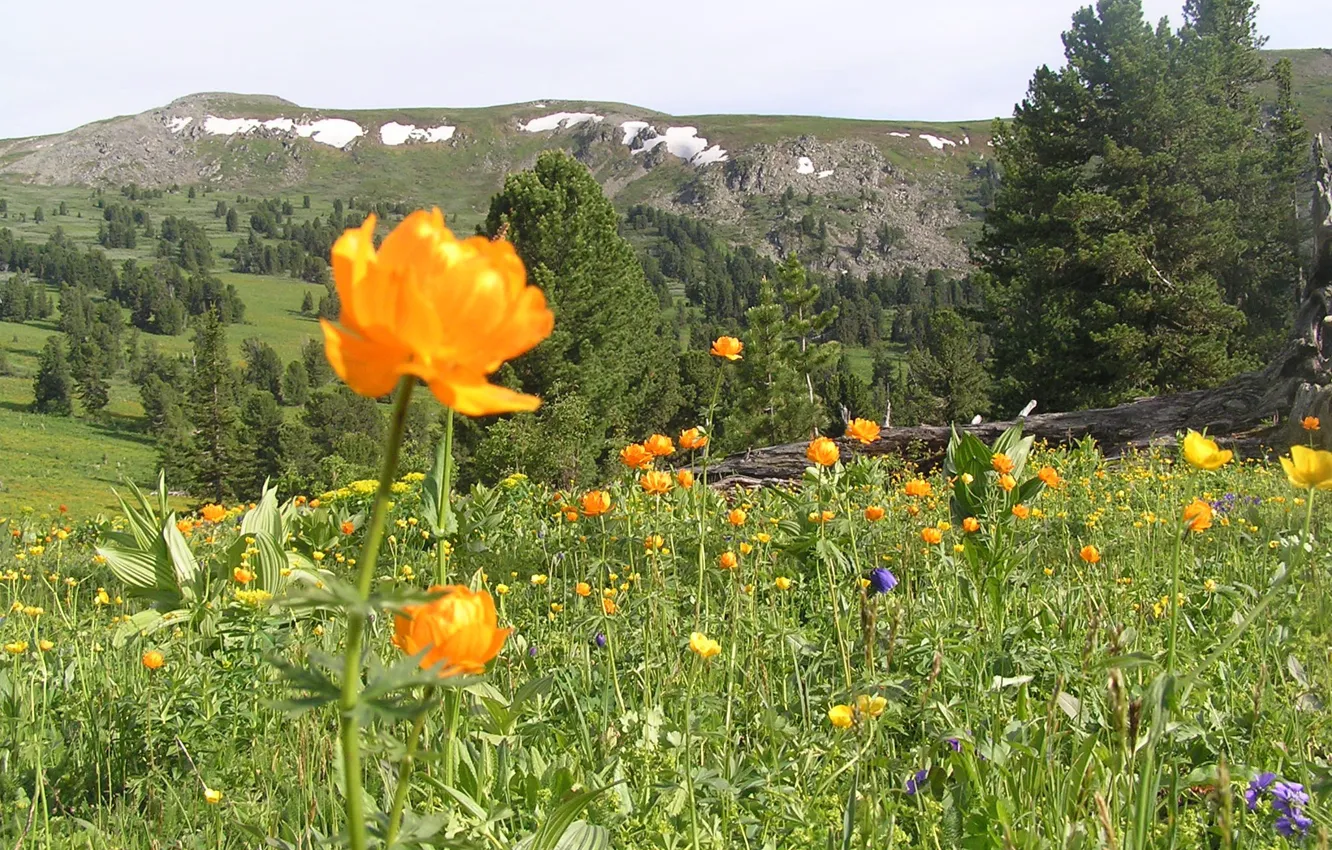 Photo wallpaper flowers, panorama, Altay