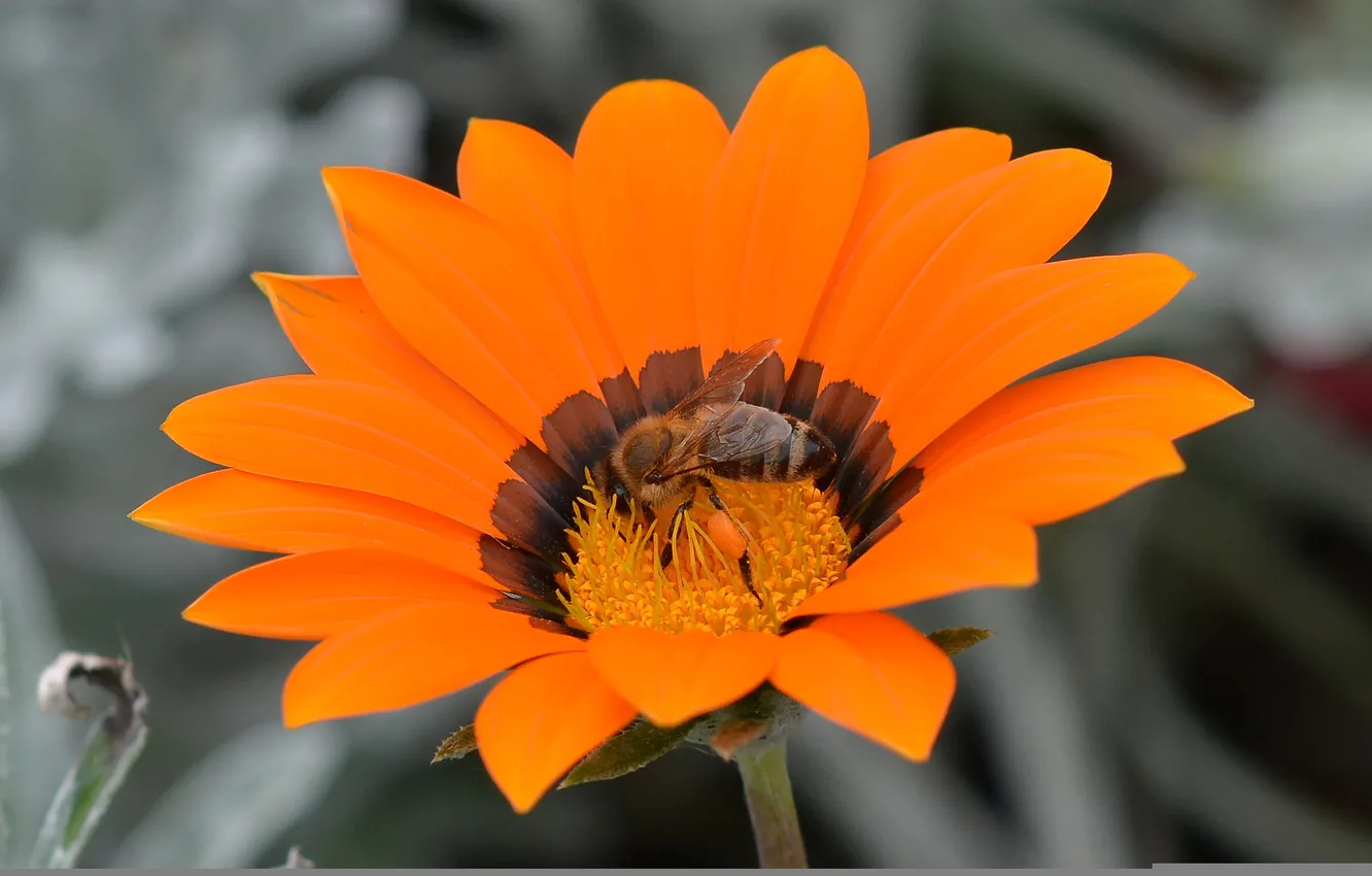 Photo wallpaper flowers, bee, petals, insect