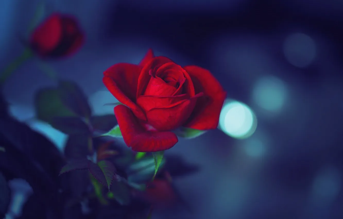 Photo wallpaper flowers, night, the darkness, roses, petals