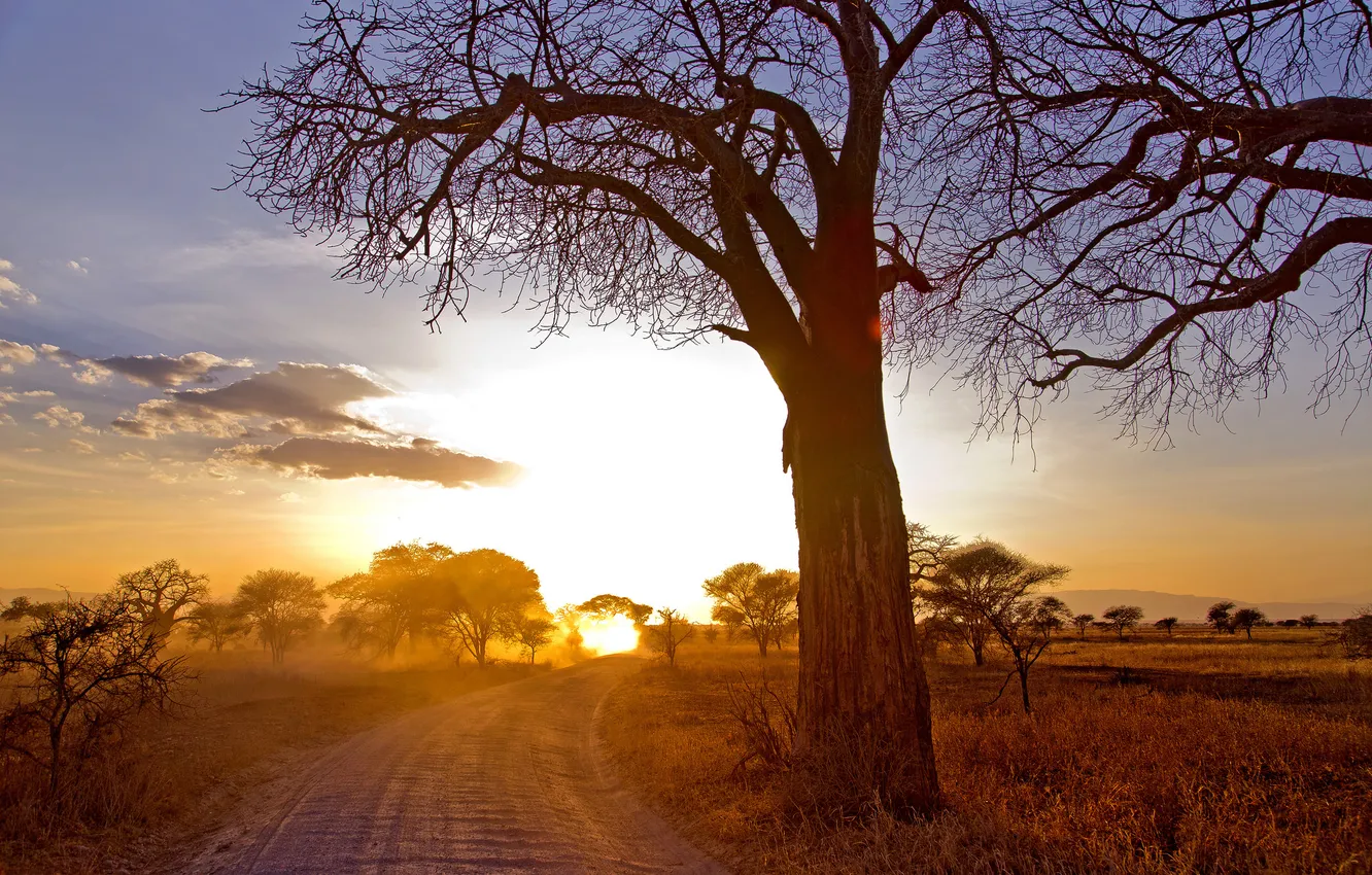 Photo wallpaper road, trees, landscape