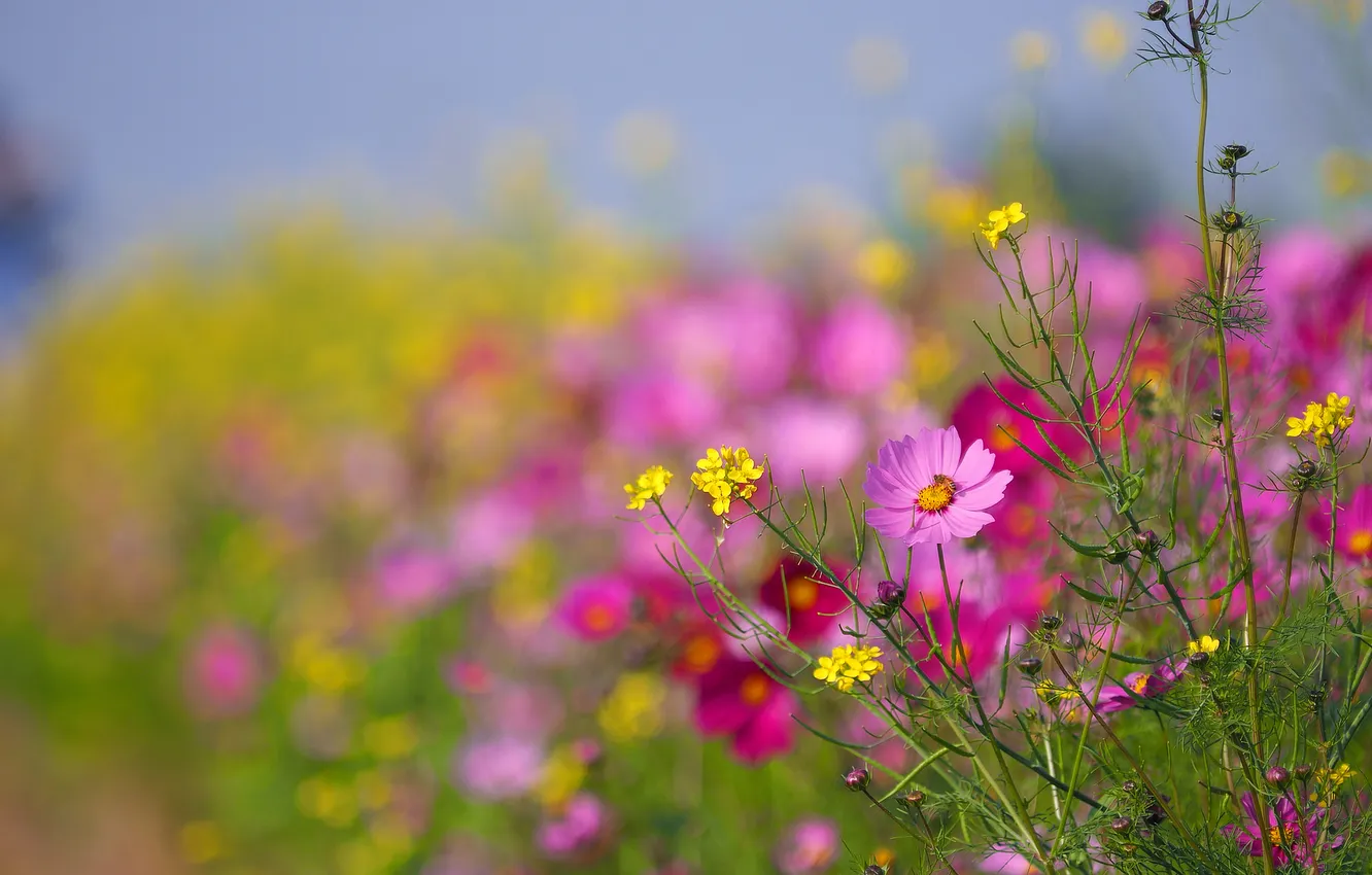 Photo wallpaper field, plant, petals, meadow, kosmeya