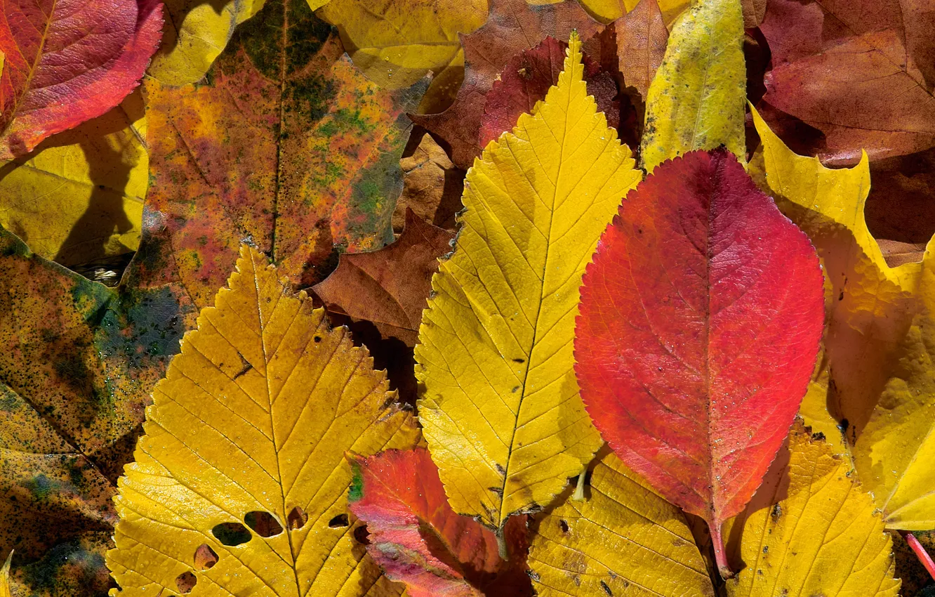 Photo wallpaper autumn, leaves, red-yellow