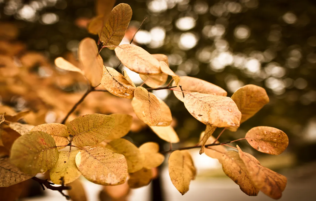 Photo wallpaper water, droplets, glare, foliage, blur, after the rain, leaves