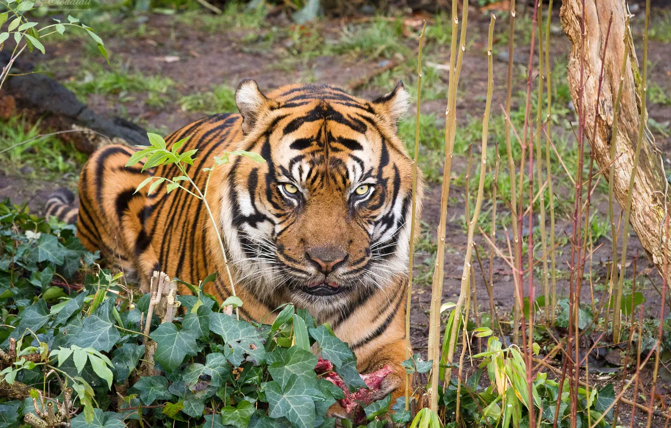 Photo wallpaper cat, look, tiger, Sumatran