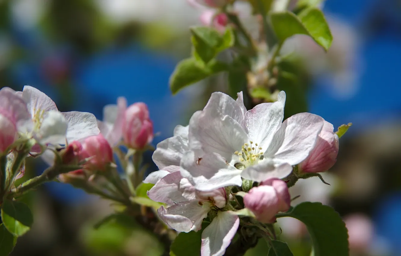 Photo wallpaper macro, trees, branches, spring, Apple