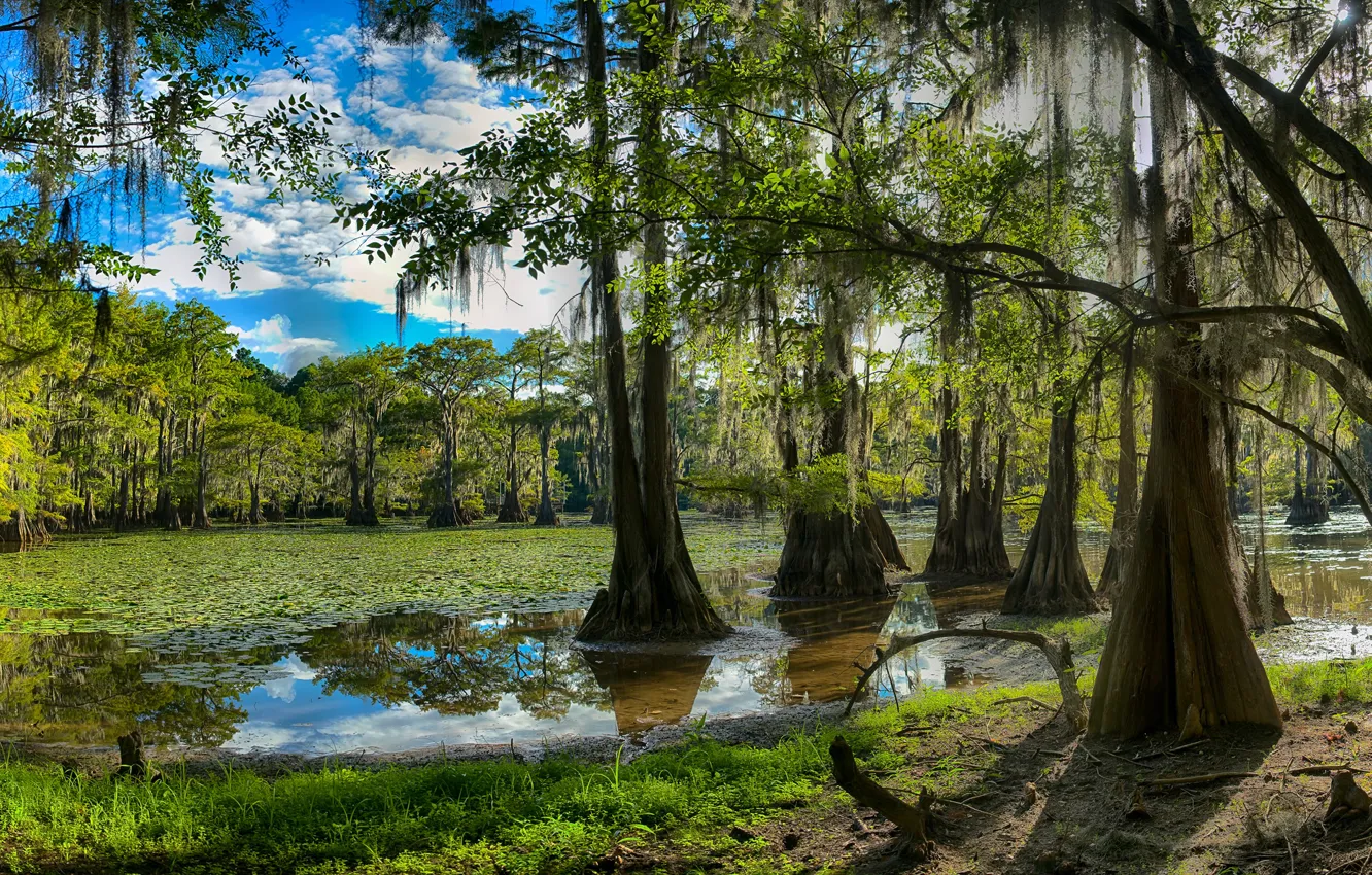 Photo wallpaper greens, forest, the sky, grass, leaves, the sun, clouds, trees