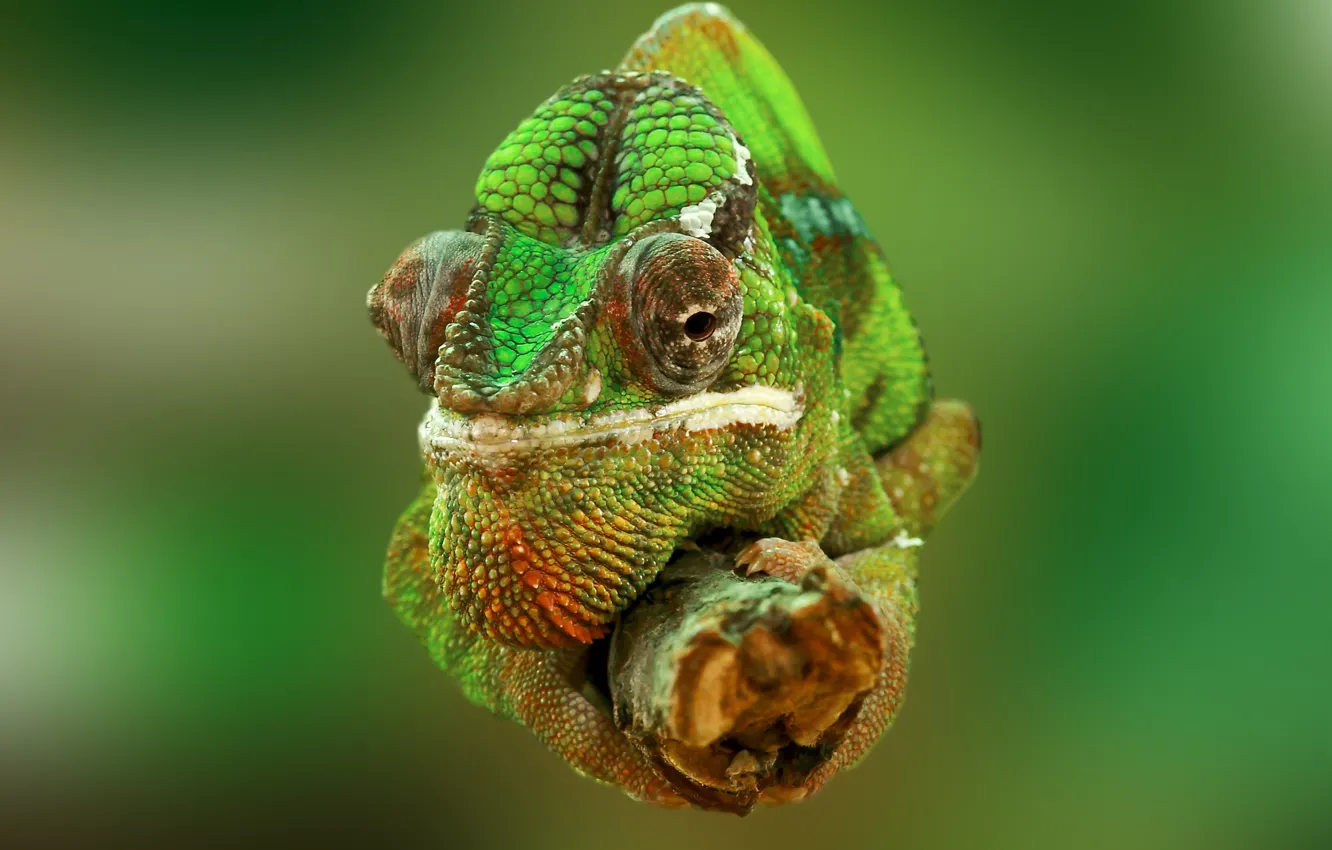 Photo wallpaper nature, camera, animal, chameleon, Professional Photographer, Frank Winkler, Chameleon