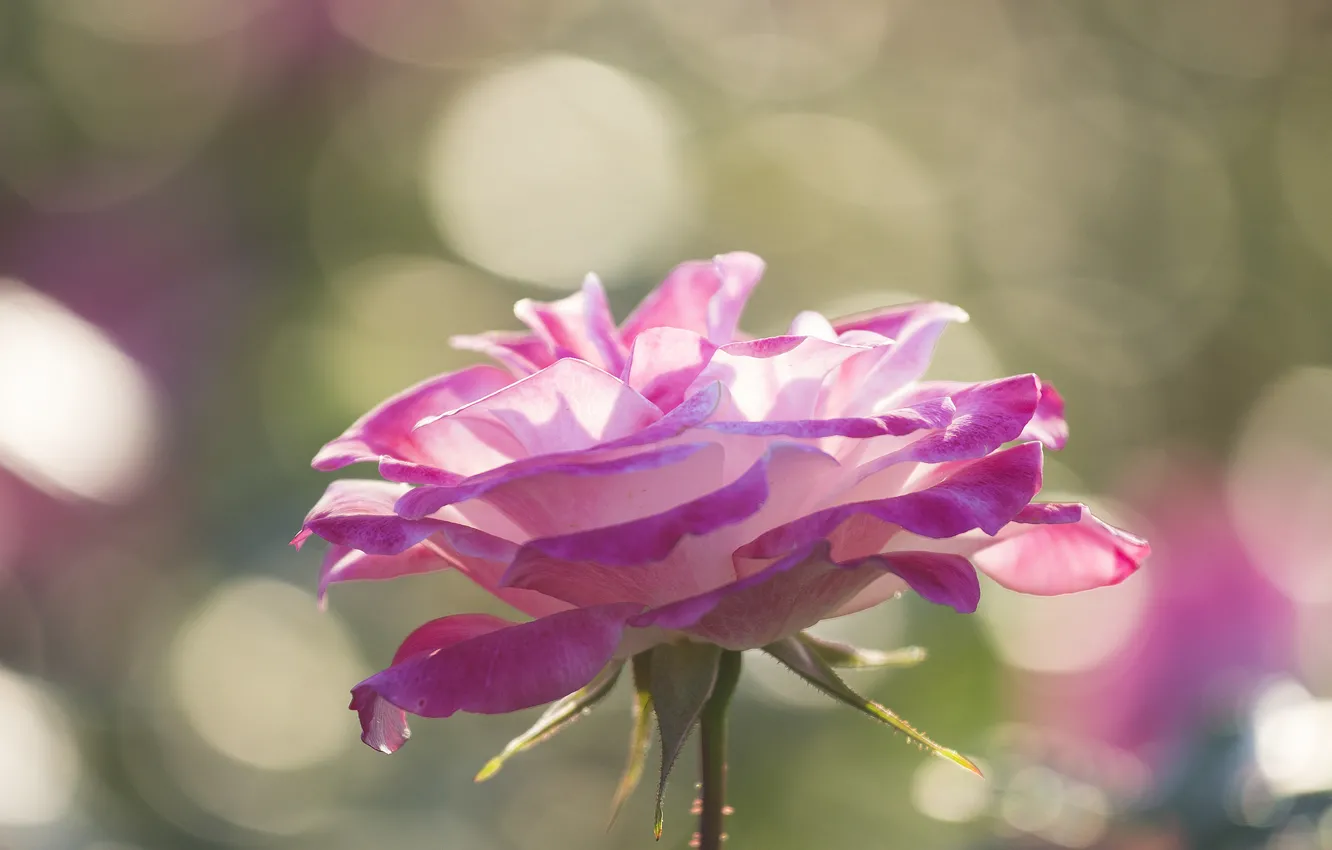 Photo wallpaper flowers, nature, roses, petals