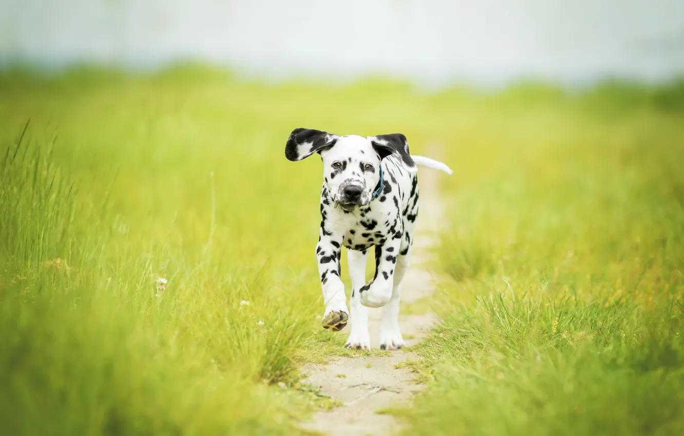 Photo wallpaper grass, dog, meadow, puppy, walk, path, bokeh, doggie