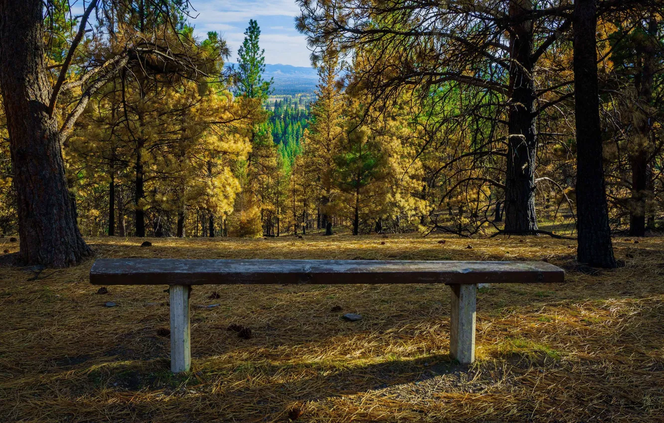 Photo wallpaper autumn, trees, bench