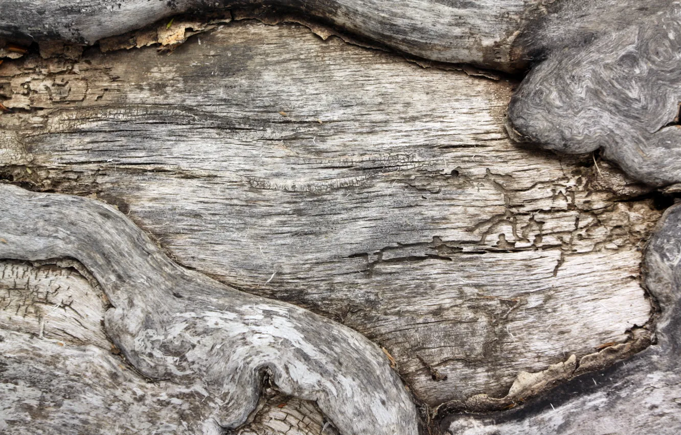 Photo wallpaper trees, background, texture