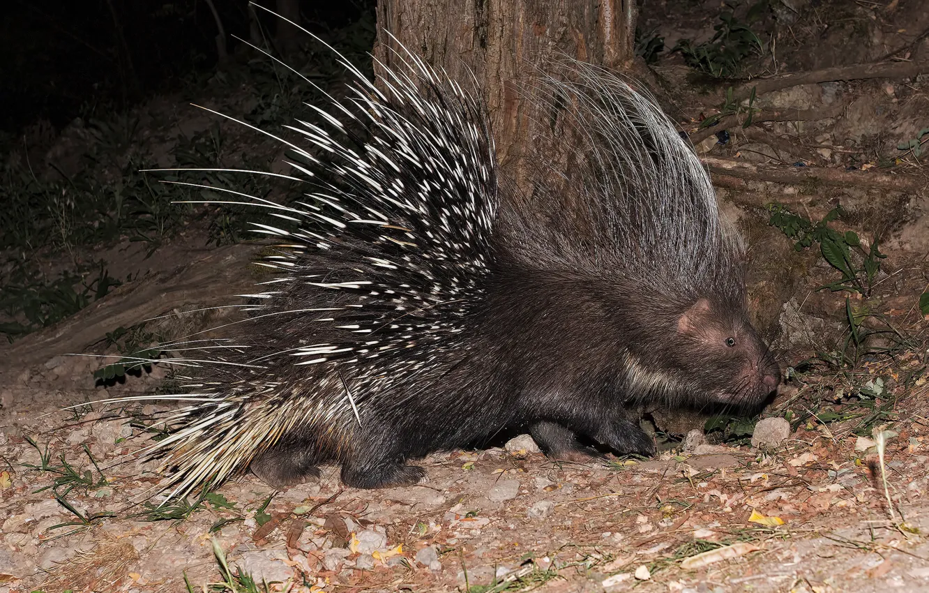 Photo wallpaper needles, animal, porcupine