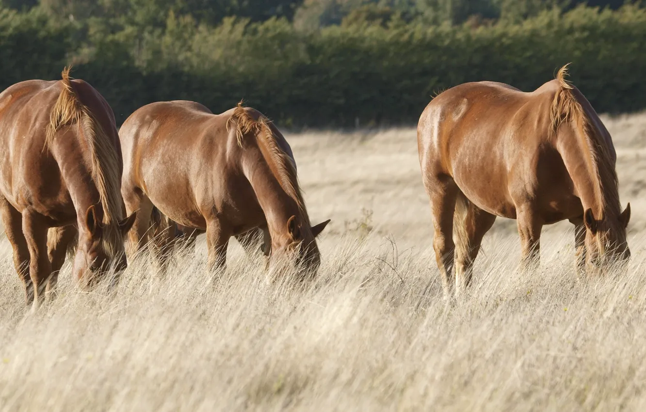 Photo wallpaper field, horses, pasture