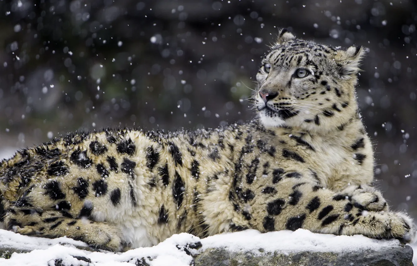 Photo wallpaper snow, predator, IRBIS, snow leopard, handsome