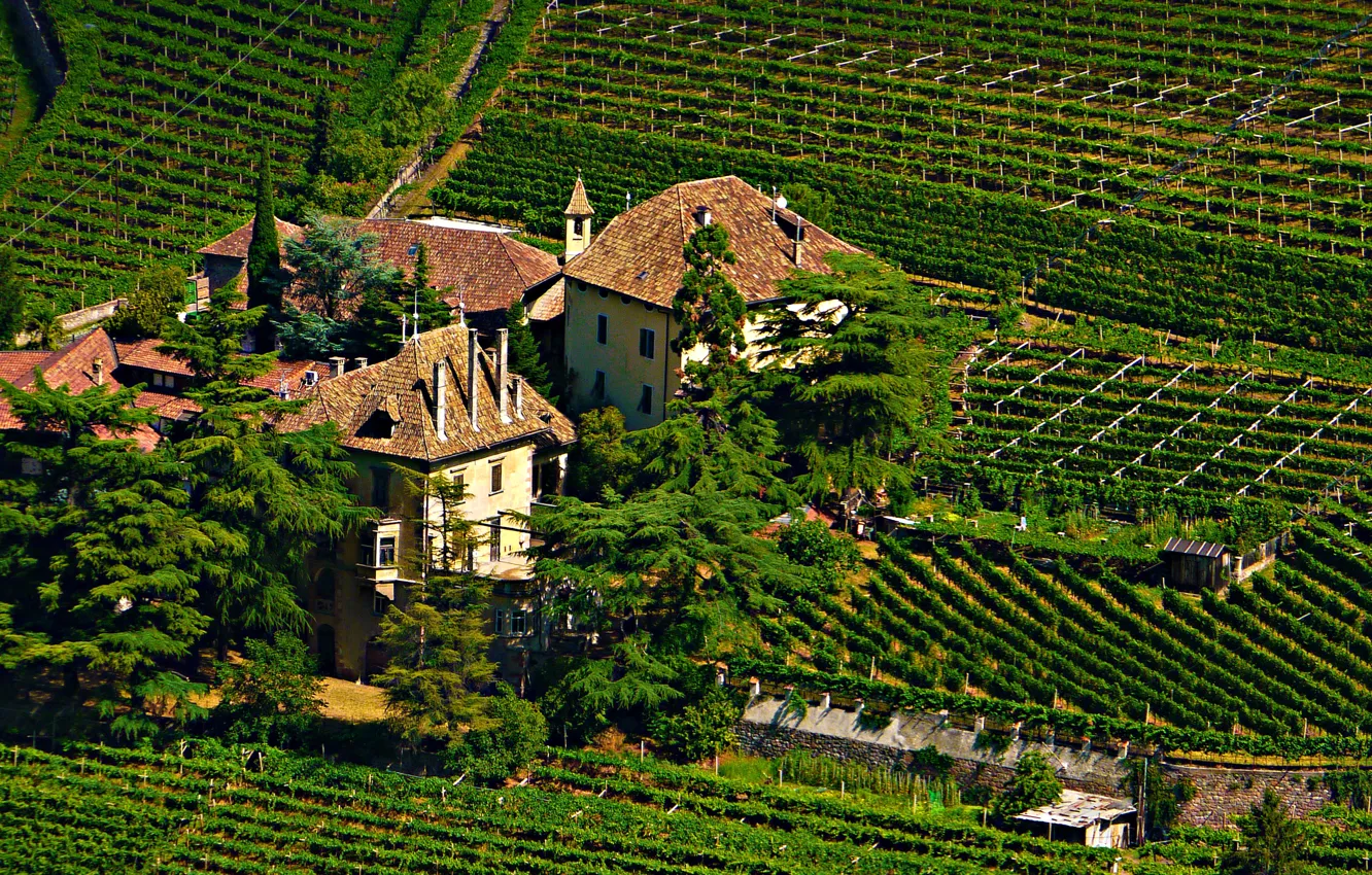 Photo wallpaper photo, The city, Castle, Spruce, Italy, Field, castle Bolzano, Vinery