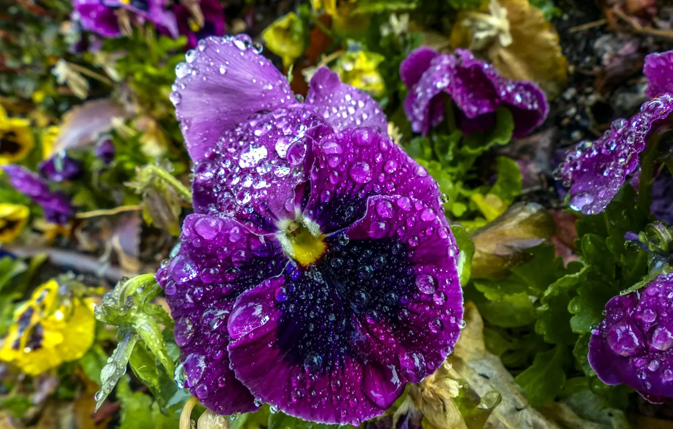 Photo wallpaper flower, drops, Pansy