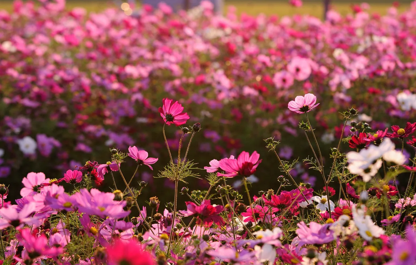 Photo wallpaper summer, light, flowers, stems, glade, garden, pink, flowerbed