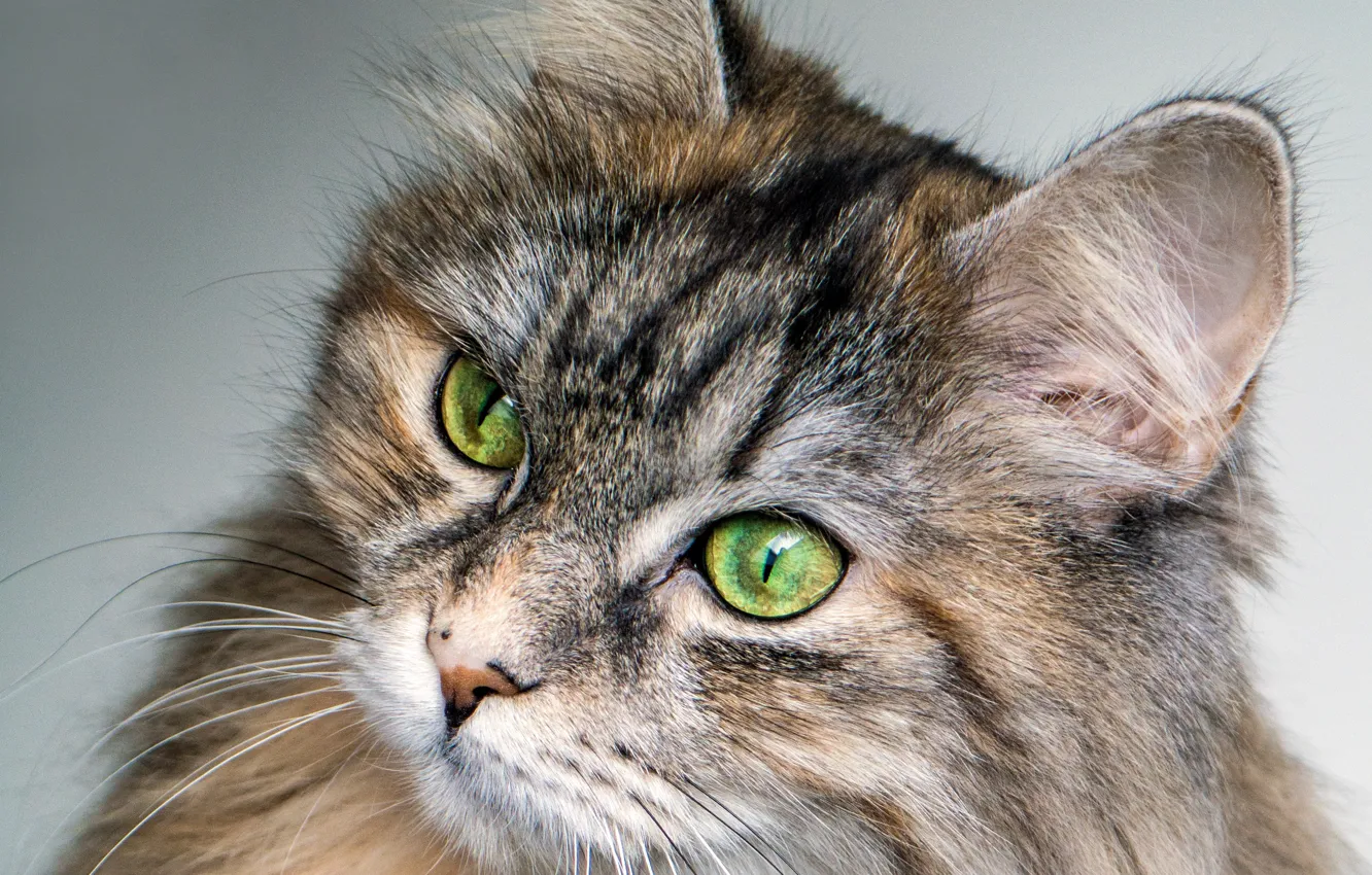 Photo wallpaper cat, look, animal