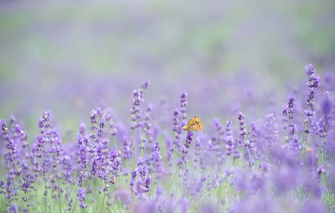 Photo wallpaper butterfly, flowers, bokeh, lavender, lavender field