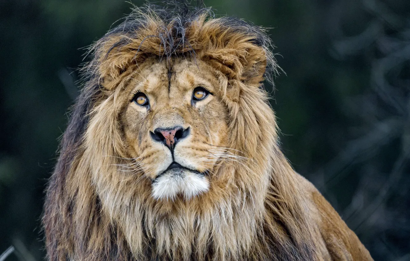 Photo wallpaper lion, predator, king, mane