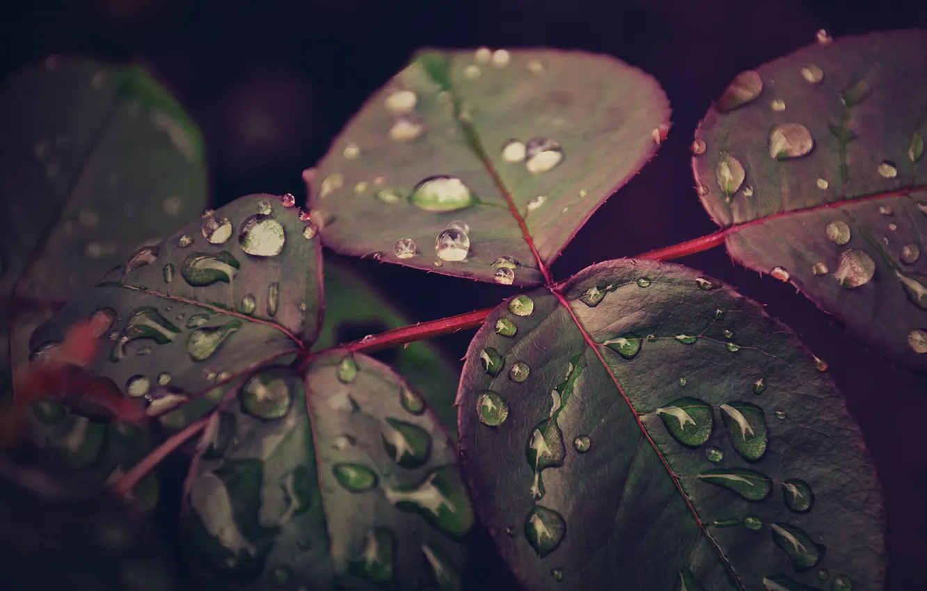Photo wallpaper leaves, drops, macro, after the rain