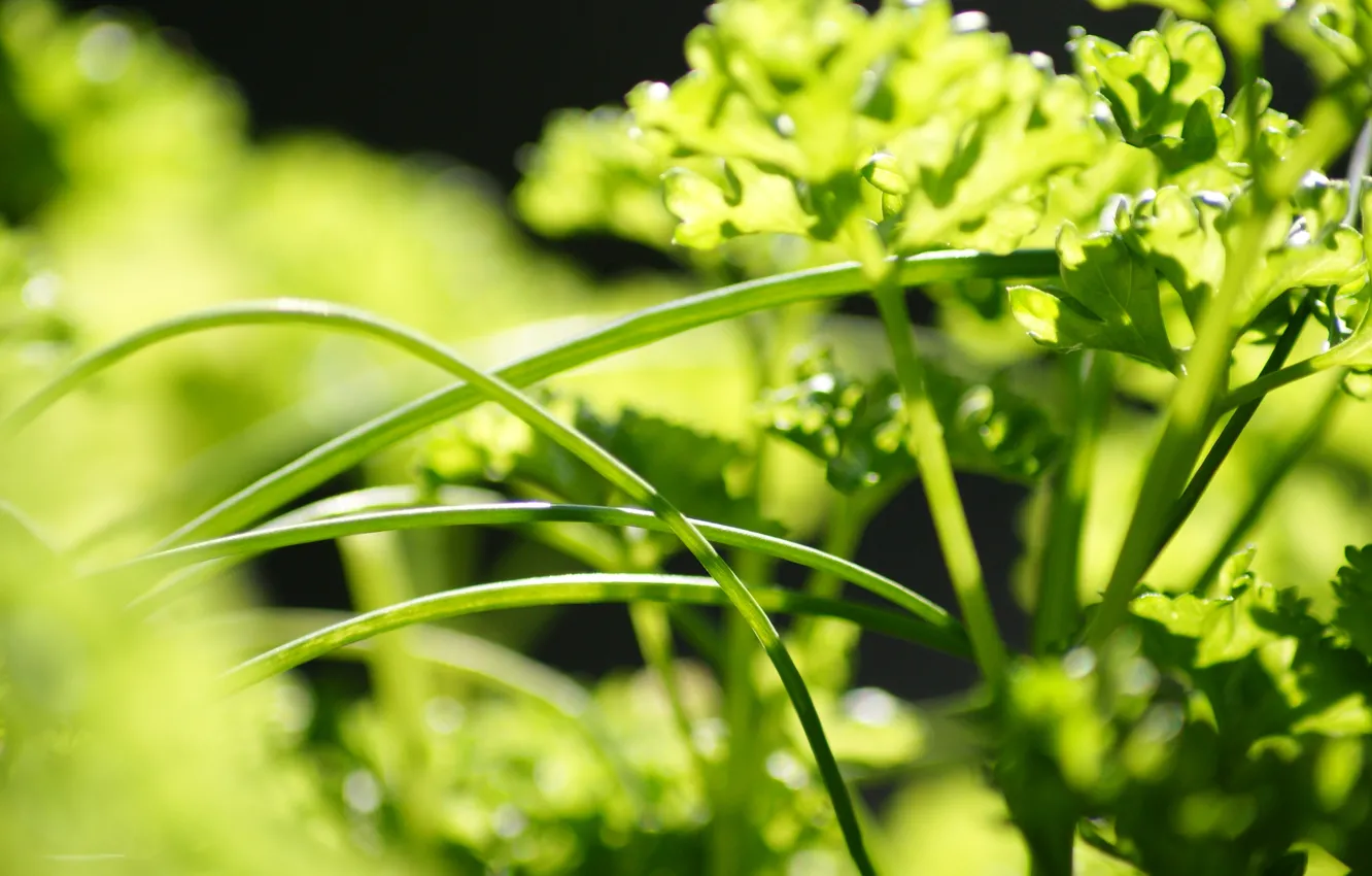 Photo wallpaper greens, grass, leaves, macro, green, background, widescreen, Wallpaper