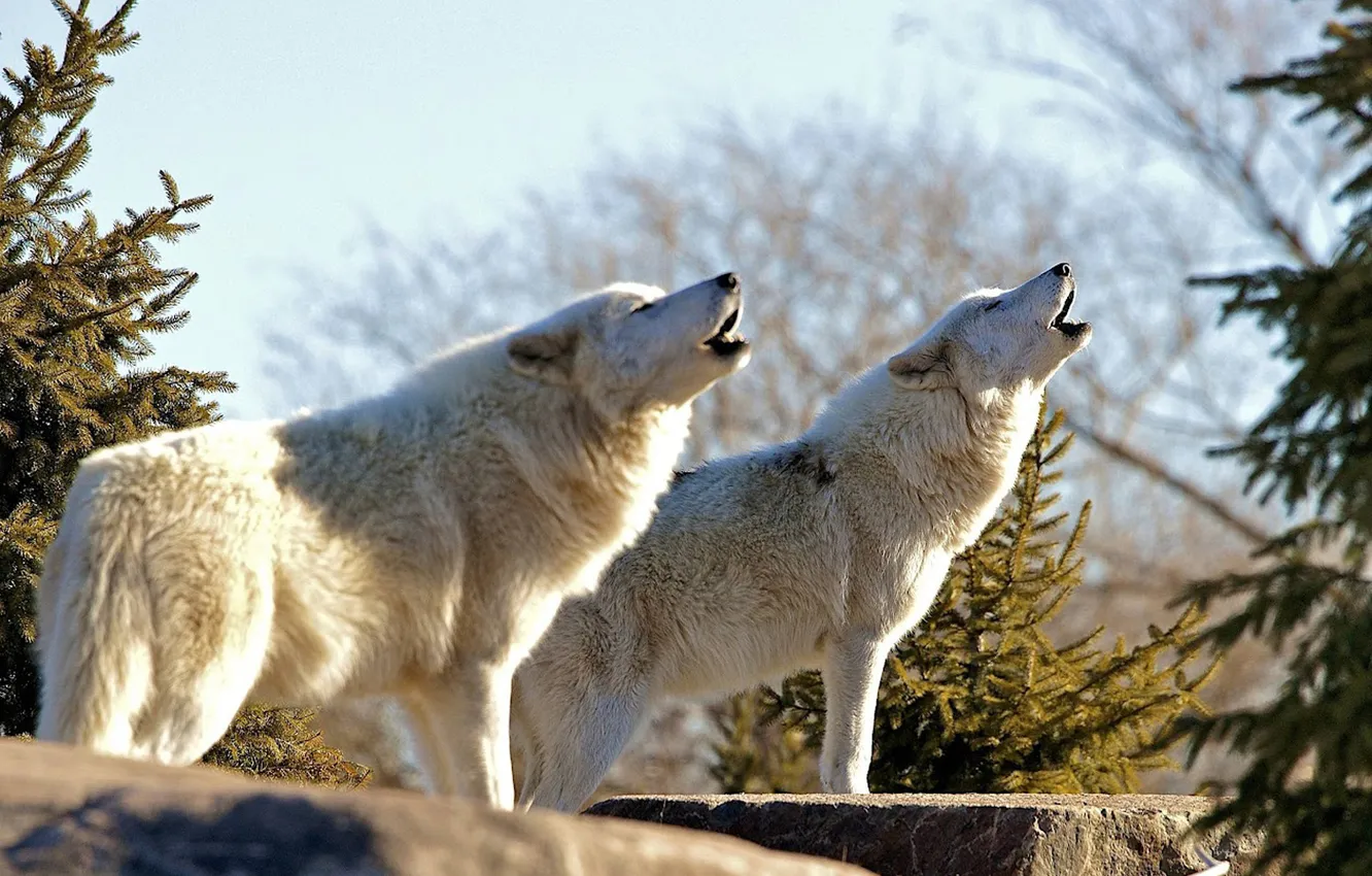 Photo wallpaper Predator, nature, snow, face, animal, wolf, canis lupus, wildlife