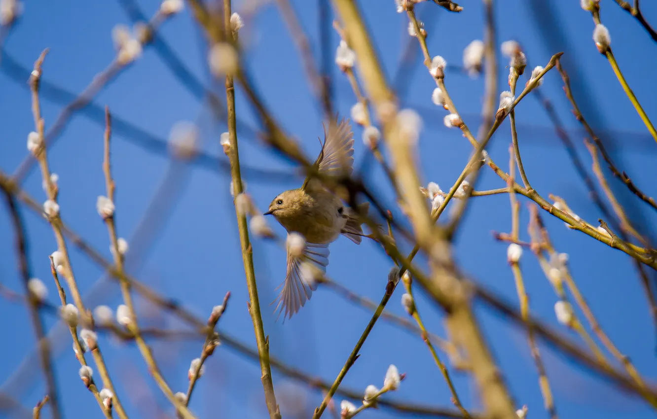 Photo wallpaper the sky, flight, branches, bird, spring, Wren