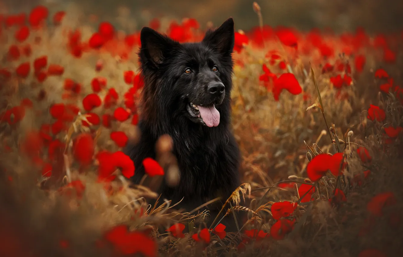 Photo wallpaper language, face, flowers, black, Maki, dog, German shepherd