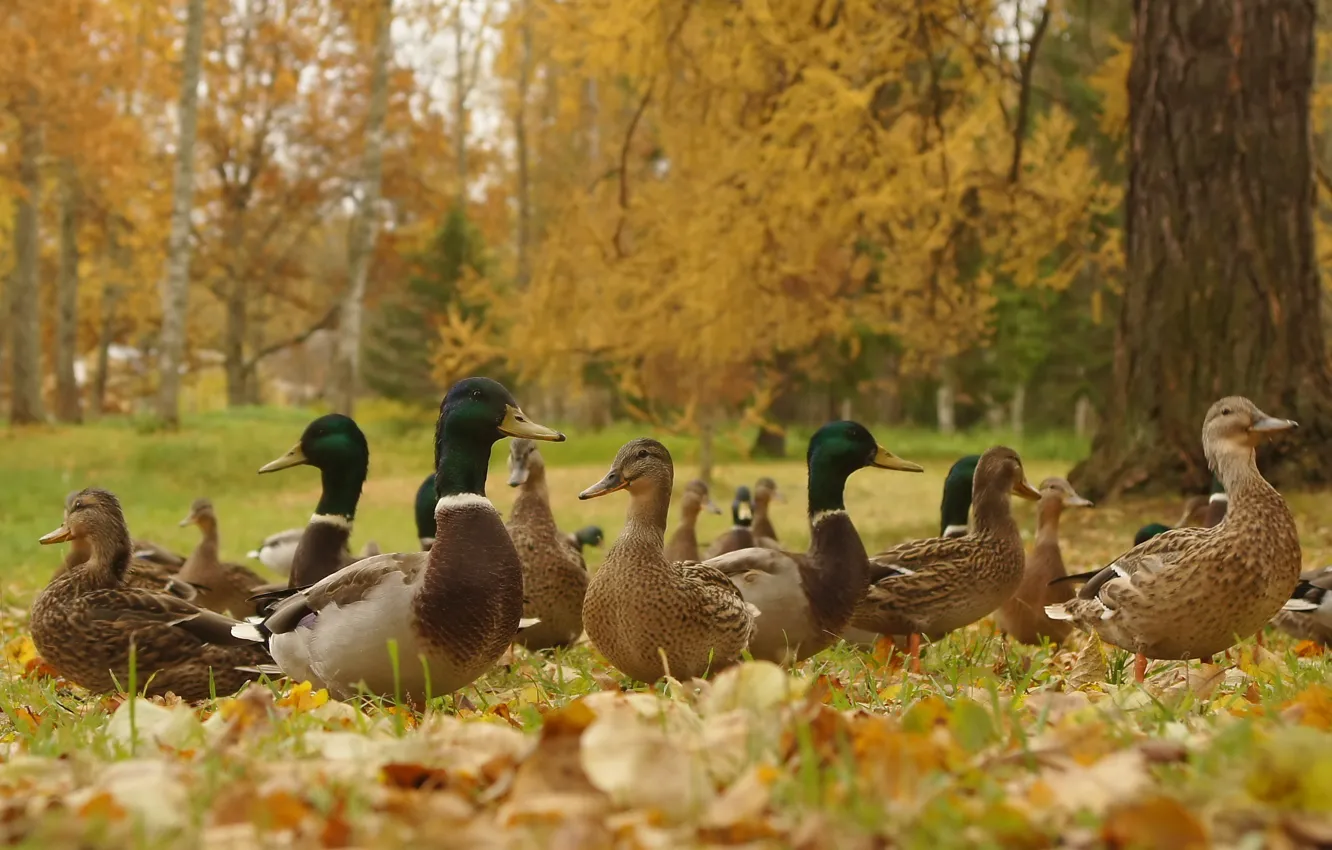 Photo wallpaper autumn, Park, bird, duck