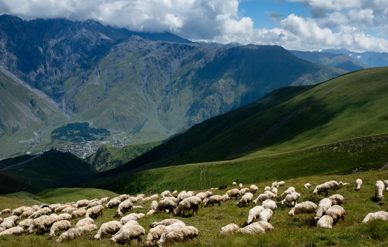 Photo wallpaper mountains, sheep, pasture, the herd, flock