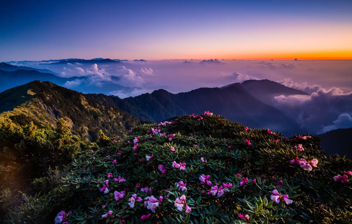 Photo wallpaper the sky, leaves, clouds, landscape, flowers, mountains, nature, fog